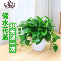 封后绿萝盆栽室内小植物花卉绿植好养易成活吊兰净化空气吸收甲醛 约55株升级粗藤(2号懒人盆) 带盆栽好