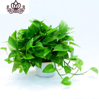 封后绿萝盆栽室内小植物花卉绿植好养易成活吊兰净化空气吸收甲醛 约55株升级粗藤(原土盆) 带盆栽好