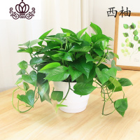 封后绿萝盆栽室内小植物花卉绿植好养易成活吊兰净化空气吸收甲醛 约55株升级粗藤(白螺纹盆) 带盆栽好
