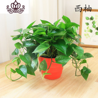 封后绿萝盆栽室内小植物花卉绿植好养易成活吊兰净化空气吸收甲醛 约55株升级粗藤(红螺纹盆) 带盆栽好