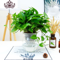 封后绿萝盆栽室内小植物花卉绿植好养易成活吊兰净化空气吸收甲醛 花边圆球水培玻璃瓶绿萝 带盆栽好