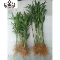 封后有根富贵竹室内庭院土培水培地栽观音竹红竹花卉绿植盆栽树木 3支50~60带根富贵竹 不含盆