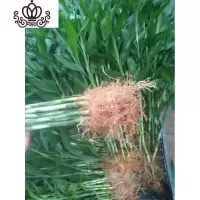 封后有根富贵竹室内庭院土培水培地栽观音竹红竹花卉绿植盆栽树木 5支50~60金边富贵竹 不含盆