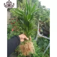 封后有根富贵竹室内庭院土培水培地栽观音竹红竹花卉绿植盆栽树木 (11棵有根)50-60公分 不含盆