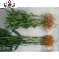 封后有根富贵竹室内庭院土培水培地栽观音竹红竹花卉绿植盆栽树木 (9棵有根)110公分 不含盆