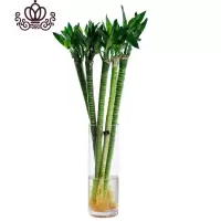 封后富贵竹水培植物室内带根粗大荷花竹竹龙竹水竹子花卉盆栽绿植 55cm龙竹10支 含盆