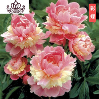 封后芍药花苗庭院花卉四季开花易活芍药根块带芽室内盆栽室外庭院植物 S7[芍药三棵]彩蝶+肥 不含盆