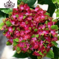 封后无尽夏绣球花苗盆栽花卉老桩植物室内带花苞八仙特大当年开花四季 10魔幻城堡当年开花3棵 不含盆