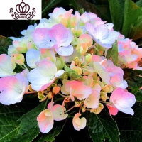 封后无尽夏绣球花苗盆栽花卉老桩植物室内带花苞八仙特大当年开花四季 12魔幻珊瑚当年开花3棵 不含盆