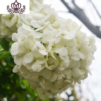 封后无尽夏绣球花苗盆栽花卉老桩植物室内带花苞八仙特大当年开花四季 14圣洁当年开花3棵 不含盆