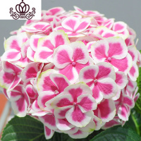 封后无尽夏绣球花苗盆栽花卉老桩植物室内带花苞八仙特大当年开花四季 16沃利紫当年开花3棵 不含盆