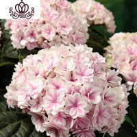 封后无尽夏绣球花苗盆栽花卉老桩植物室内带花苞八仙特大当年开花四季 18夏洛特当年开花3棵 不含盆