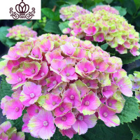 封后无尽夏绣球花苗盆栽花卉老桩植物室内带花苞八仙特大当年开花四季 20紫水晶当年开花3棵 不含盆