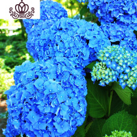 封后无尽夏绣球花苗盆栽花卉老桩植物室内带花苞八仙特大当年开花四季 5蓝海当年开花3棵 不含盆