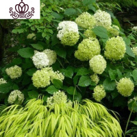 封后无尽夏绣球花苗盆栽花卉老桩植物室内带花苞八仙特大当年开花四季 6绿宝石当年开花3棵 不含盆