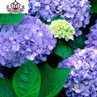 封后无尽夏绣球花苗盆栽花卉老桩植物室内带花苞八仙特大当年开花四季 9梦幻蓝当年开花3棵 不含盆