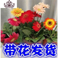 封后扶郎花苗非洲菊盆栽花卉重瓣大花多年生鲜花阳台室内带花发货 非洲菊四盆四色 不含盆
