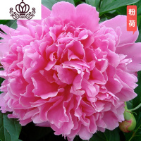 封后芍药花苗庭院花卉四季开花易活芍药根块带芽室内盆栽室外庭院植物 S10[芍药三棵]+肥 不含盆