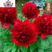 封后芍药花苗庭院花卉四季开花易活芍药根块带芽室内盆栽室外庭院植物 S22[芍药三棵]+肥 不含盆