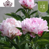 封后芍药花苗庭院花卉四季开花易活芍药根块带芽室内盆栽室外庭院植物 S2[芍药三棵]+肥 不含盆