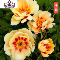 封后芍药花苗庭院花卉四季开花易活芍药根块带芽室内盆栽室外庭院植物 S9[芍药三棵]+肥 不含盆