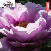 封后芍药花苗庭院花卉四季开花易活芍药根块带芽室内盆栽室外庭院植物 深卡其布色蓝田玉2颗+肥 不含盆