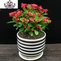 封后虎刺梅铁海棠花苗带花四季开花阳台庭院盆栽花卉室内客厅植物 大号带花发货-黑白条纹盆 不含盆