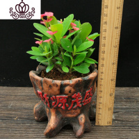 封后虎刺梅铁海棠花苗带花四季开花阳台庭院盆栽花卉室内客厅植物 小号带花发货-财源广进 不含盆