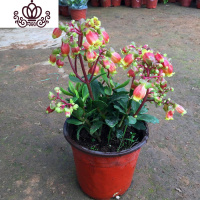 封后长寿花盆栽重瓣大花苗带花苞种花卉观花植物室内绿植四季开花 宫灯长寿花 不含盆