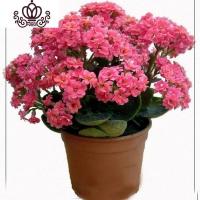 封后长寿花盆栽重瓣大花苗带花苞种花卉观花植物室内绿植四季开花 桃红长寿花带花苞 不含盆