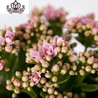 封后长寿花盆栽重瓣大花苗带花苞种花卉观花植物室内绿植四季开花 粉色长寿花带花苞 含盆