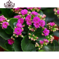 封后长寿花盆栽重瓣大花苗带花苞种花卉观花植物室内绿植四季开花 紫色长寿花带花苞 不含盆