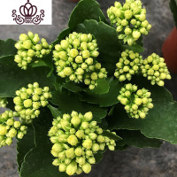 封后长寿花盆栽重瓣大花苗带花苞种花卉观花植物室内绿植四季开花 绿色长寿花带花苞 不含盆