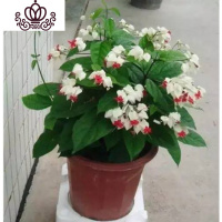 封后长寿花盆栽重瓣大花苗带花苞种花卉观花植物室内绿植四季开花 龙吐珠 不含盆