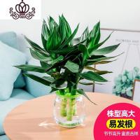 封后富贵竹水培植物室内花卉盆栽办公室水养绿植园艺节节高观音竹 观音竹亚克力透明盆(1盆) 带盆栽好