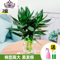 封后富贵竹水培植物室内花卉盆栽办公室水养绿植园艺节节高观音竹 观音竹亚克力透明(2盆)送喷壶+2支营养液 带盆栽好
