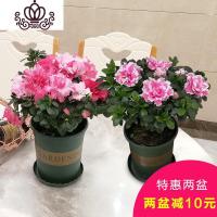 封后精品西洋杜鹃桃雪比利时杜鹃花卉盆栽花四季开花室内外杜鹃苗 组合-桃雪+喷砂冠幅20-25cm 不含盆