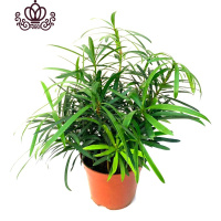 封后罗汉松小盆栽苗小叶雀罗汉松室内外阳台庭院花卉四季常青观叶植物 罗汉松110#1盆十株苗左右 含盆