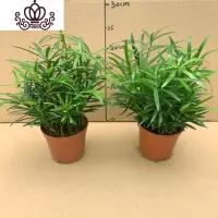 封后罗汉松小盆栽苗小叶雀罗汉松室内外阳台庭院花卉四季常青观叶植物 罗汉松110#2盆十株苗左右 含盆