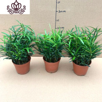 封后罗汉松小盆栽苗小叶雀罗汉松室内外阳台庭院花卉四季常青观叶植物 罗汉松110#3盆十株苗左右 含盆