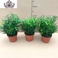 封后罗汉松小盆栽苗小叶雀罗汉松室内外阳台庭院花卉四季常青观叶植物 罗汉松110#3盆十株苗左右 含盆