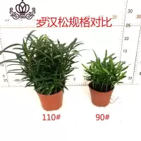 封后罗汉松小盆栽苗小叶雀罗汉松室内外阳台庭院花卉四季常青观叶植物 罗汉松90#+110# 含盆