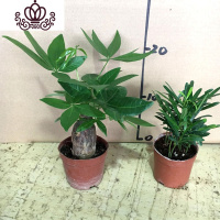 封后罗汉松小盆栽苗小叶雀罗汉松室内外阳台庭院花卉四季常青观叶植物 罗汉松90#+单杆发财树90# 含盆