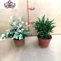 封后罗汉松小盆栽苗小叶雀罗汉松室内外阳台庭院花卉四季常青观叶植物 罗汉松90#+花叶落石90# 含盆
