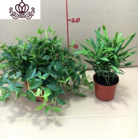 封后罗汉松小盆栽苗小叶雀罗汉松室内外阳台庭院花卉四季常青观叶植物 罗汉松90#+钻石翡翠 含盆
