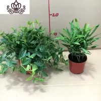 封后罗汉松小盆栽苗小叶雀罗汉松室内外阳台庭院花卉四季常青观叶植物 罗汉松90#+钻石翡翠 含盆