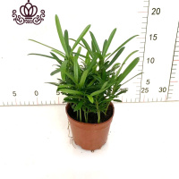 封后罗汉松小盆栽苗小叶雀罗汉松室内外阳台庭院花卉四季常青观叶植物 罗汉松90#1盆十株苗左右 含盆