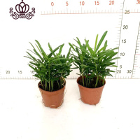 封后罗汉松小盆栽苗小叶雀罗汉松室内外阳台庭院花卉四季常青观叶植物 罗汉松90#2盆十株苗左右 含盆