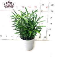 封后罗汉松小盆栽苗小叶雀罗汉松室内外阳台庭院花卉四季常青观叶植物 罗汉松(树脂白盆)110#1盆 含盆