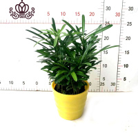 封后罗汉松小盆栽苗小叶雀罗汉松室内外阳台庭院花卉四季常青观叶植物 罗汉松(树脂黄盆)110#1盆 含盆
